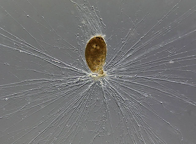 Lacrogromia cassipara