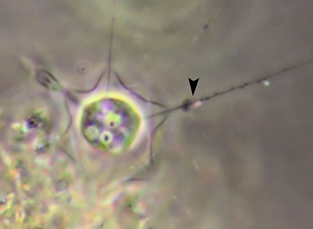 Hedriocystis brachypous