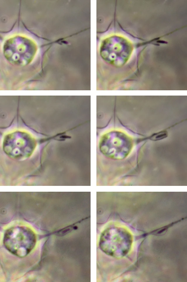Hedriocystis brachypous