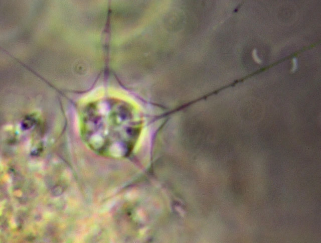 Hedriocystis brachypous