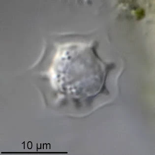 Hedriocystis brachypous