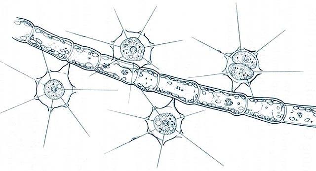 Hedriocystis pellucida