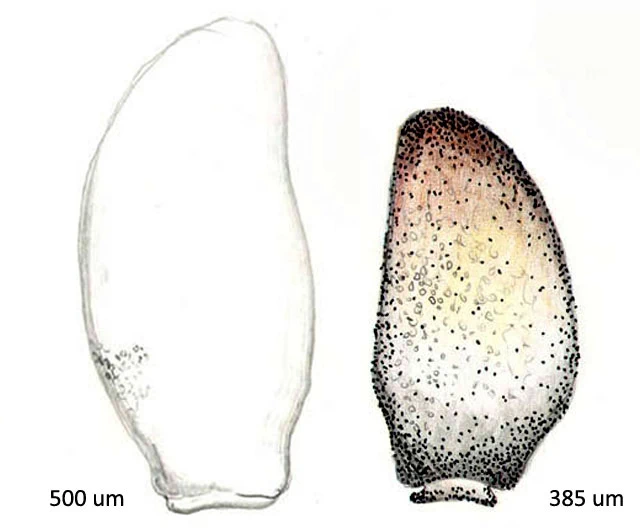 Allogromia spec.