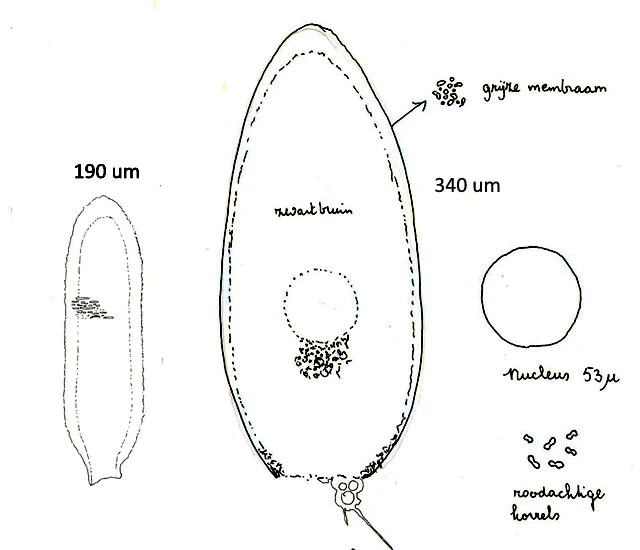 Allogromia spec.