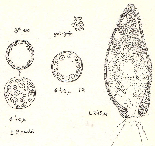 Lacogromia cassipara