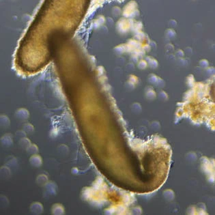 Limnogromia saxicola