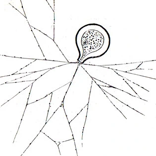 Paralieberkuehnia elegantula