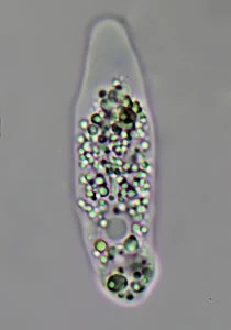 Lingulate morphotype 
