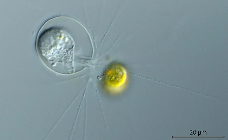 Paralieberkuehnia elegantula