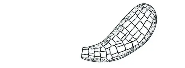 Quadrulella symmetrica curvata