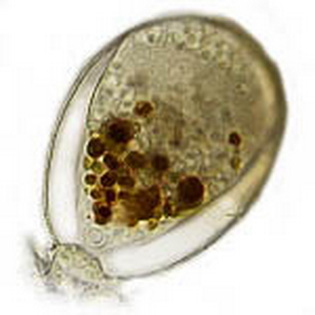 Leptogromia