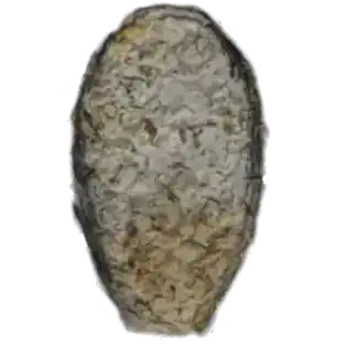 Schwabia spec.